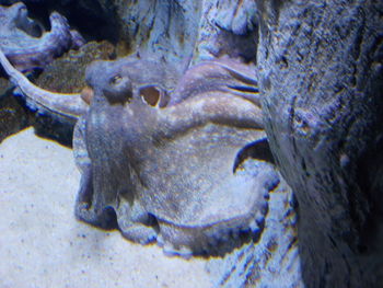 Close-up of turtle in sea