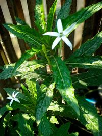 Close-up of fresh green plant