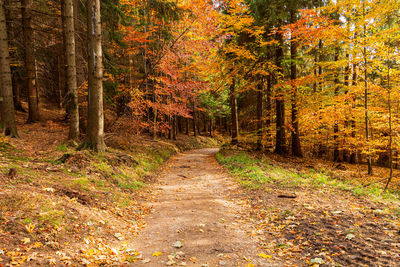 Footpath amidst trees in forest during autumn