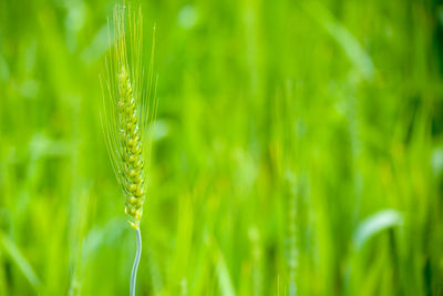 Close-up of crops growing on field