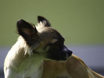 Close-up of dog looking away