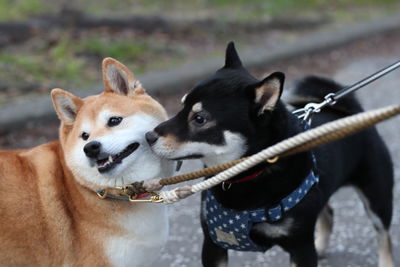Dogs looking at camera