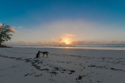 Silhouette dog on beach against sky during sunset