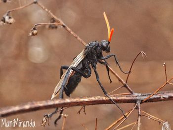Close-up of insect on plant