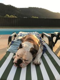 Dog sleeping in swimming pool