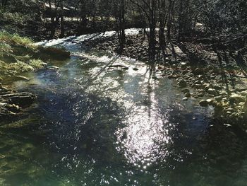Reflection of trees in water