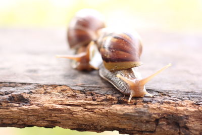 Close-up of snails on wood