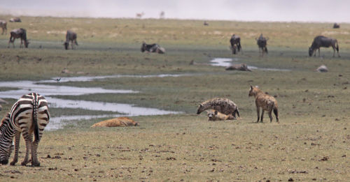 Grass grazing on field