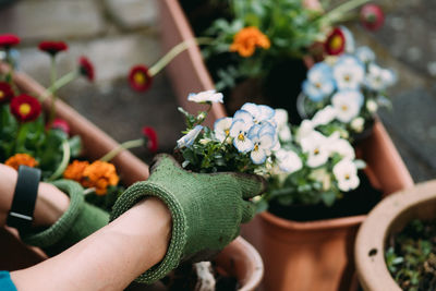 Midsection of person holding flower pot on potted plant