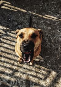 Close-up portrait of dog sticking out tongue