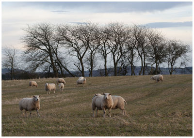 Sheep grazing in a field