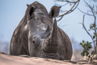 Close-up of an animal