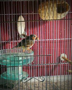 Bird in cage