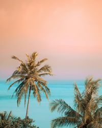 Low angle view of palm tree against sky during sunset