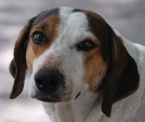 Close-up portrait of a dog