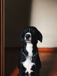 Close-up portrait of black dog