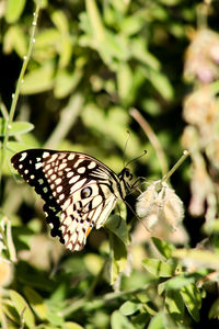 Close-up of butterfly pollinating on flower