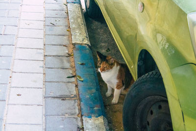 Cat sitting in a car