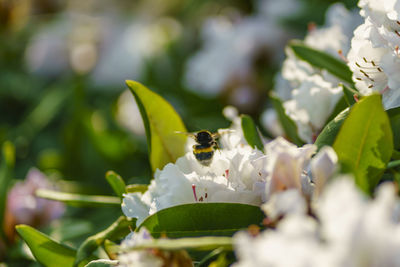 Close-up of insect on flower