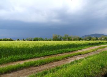 Scenic view of agricultural field against sky