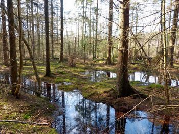 Scenic view of lake in forest