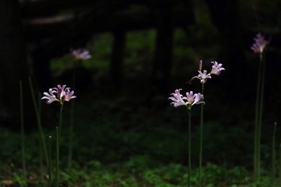 Close-up of flowers against blurred background