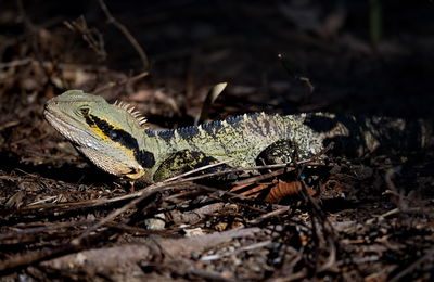 Close-up of lizard on a field