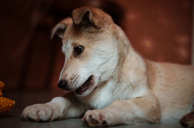 Close-up of a dog resting at home