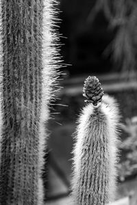 Close-up of succulent plant