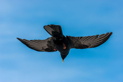 Low angle view of bird flying against blue sky
