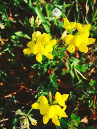 Close-up of yellow flower