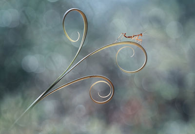 Close-up of bubbles against blurred background