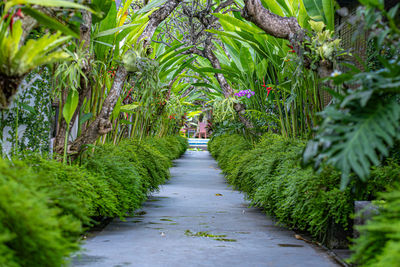 Footpath amidst plants