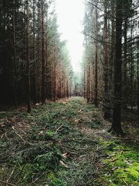 Trees in forest