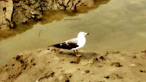 Bird flying over the sea