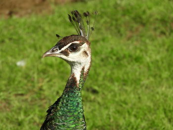 Close-up of a bird looking away