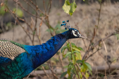 Close-up of a peacock