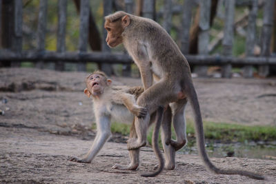 Close-up of monkey