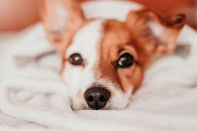 Close-up portrait of dog on bed