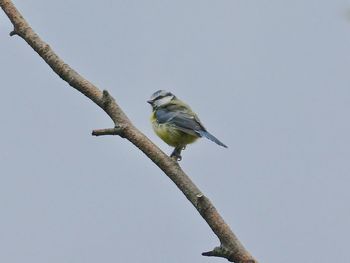 Low angle view of bird perching on branch against sky