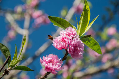 Close-up of pink pollinating flower