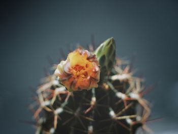 Close-up of succulent plant