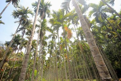 Low angle view of coconut palm trees against sky