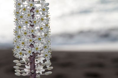 Close-up of white flowering plant against sea