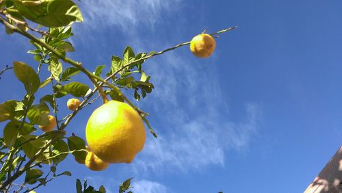 Low angle view of fruits on tree