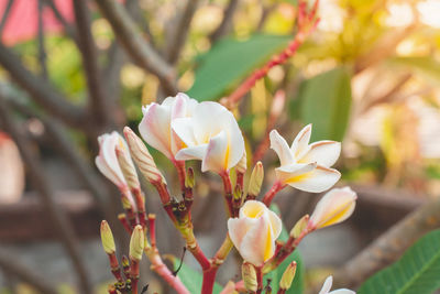 Close-up of white flowering plant