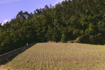 Trees growing in farm