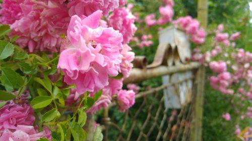 Close-up of pink flowers