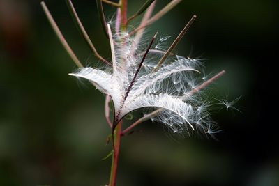 Close-up of dandelion on plant