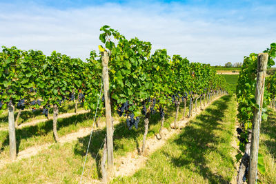 Vineyard against sky